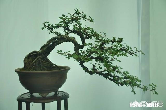 微型盆景的土太少，怎样补充肥料才最有效