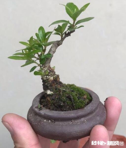 微型盆景的土太少，怎样补充肥料才最有效