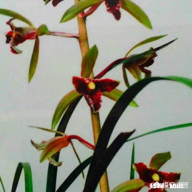 蕙兰龙根苗要几年才开花