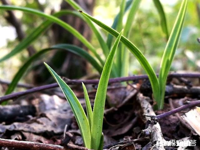 蕙兰龙根苗要几年才开花
