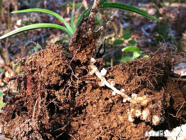 蕙兰龙根苗要几年才开花