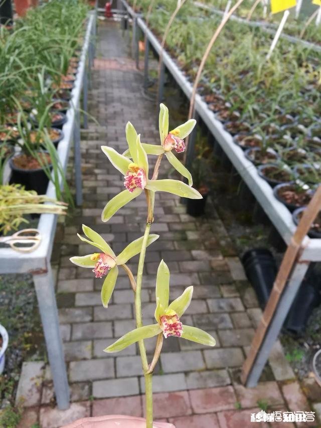 蕙兰龙根苗要几年才开花