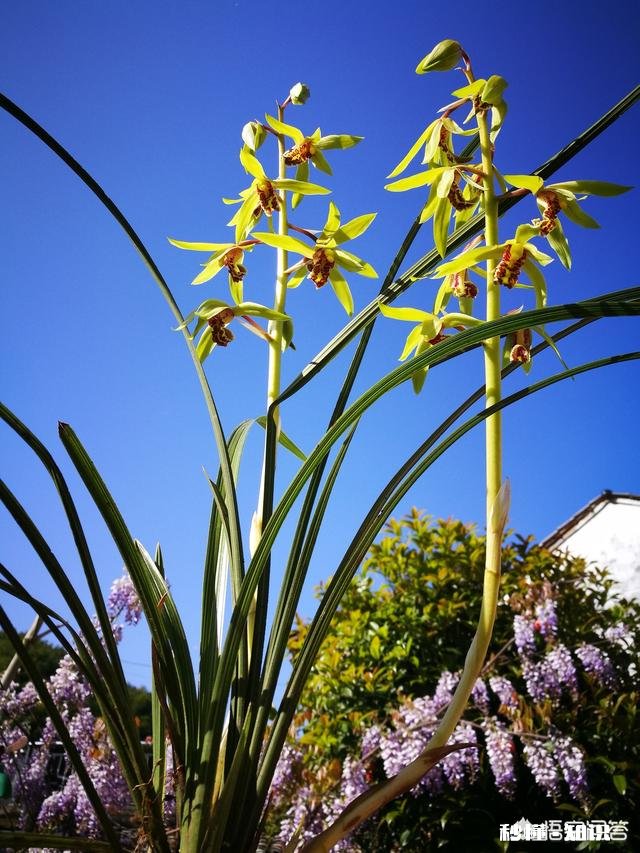 蕙兰龙根苗要几年才开花