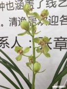 蕙兰龙根苗要几年才开花