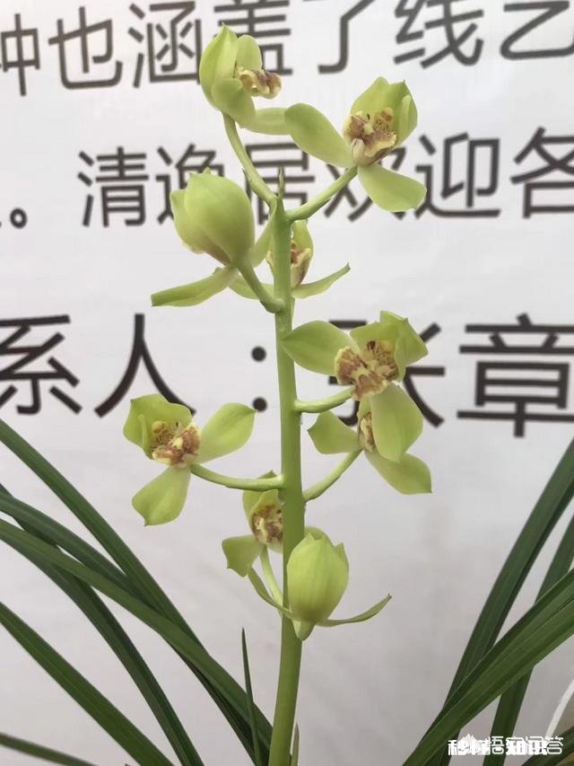 蕙兰龙根苗要几年才开花