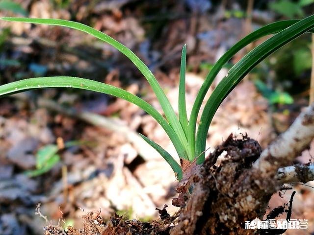 蕙兰龙根苗要几年才开花