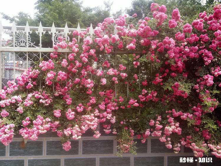 红木香花能爬墙吗