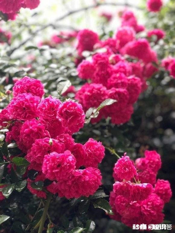 红木香花能爬墙吗