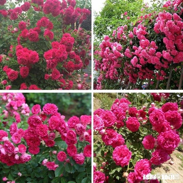 红木香花能爬墙吗