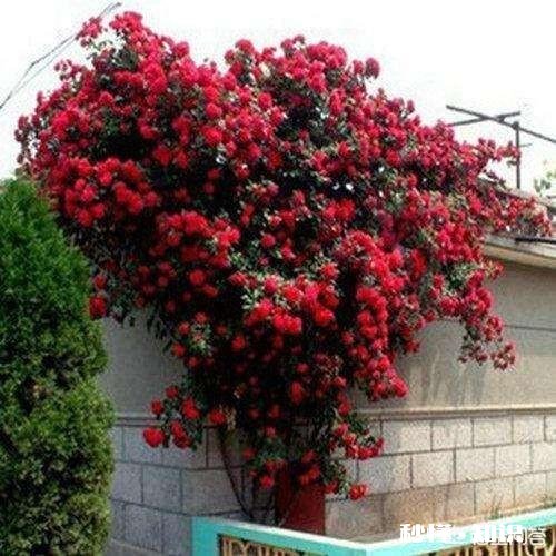 红木香花能爬墙吗