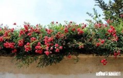 红木香花能爬墙吗