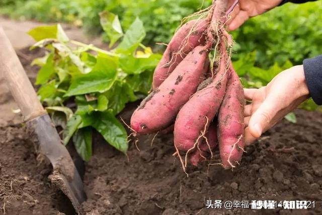 在农村承包300亩地比打工强吗