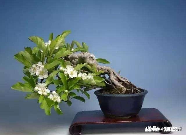 绣花针盆景用什么土种植好