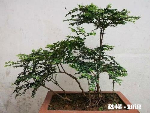 绣花针盆景用什么土种植好