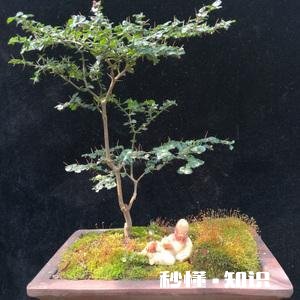 绣花针盆景用什么土种植好