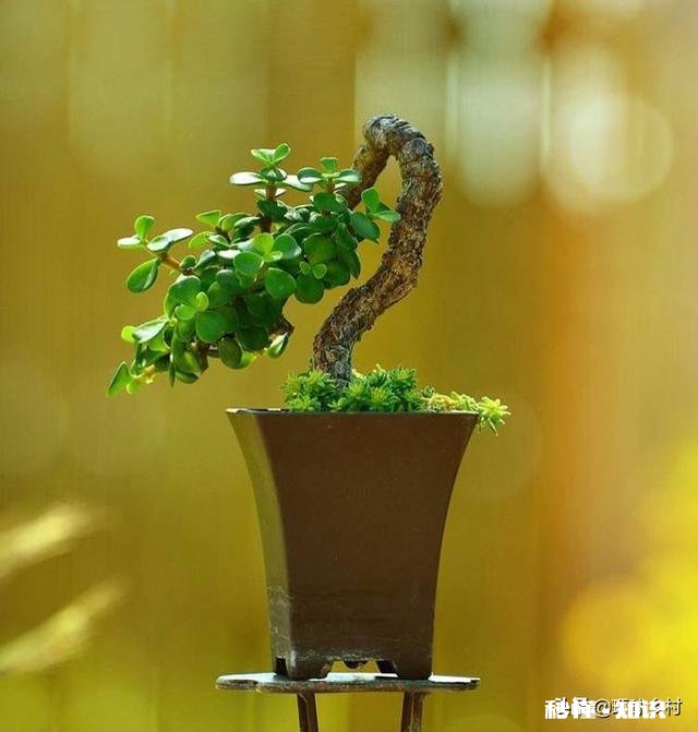 绣花针盆景用什么土种植好