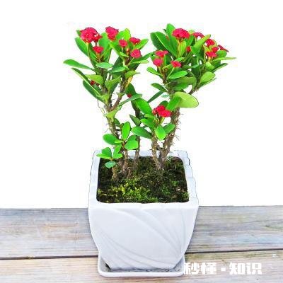 绣花针盆景用什么土种植好