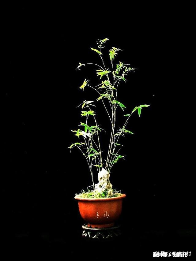 绣花针盆景用什么土种植好