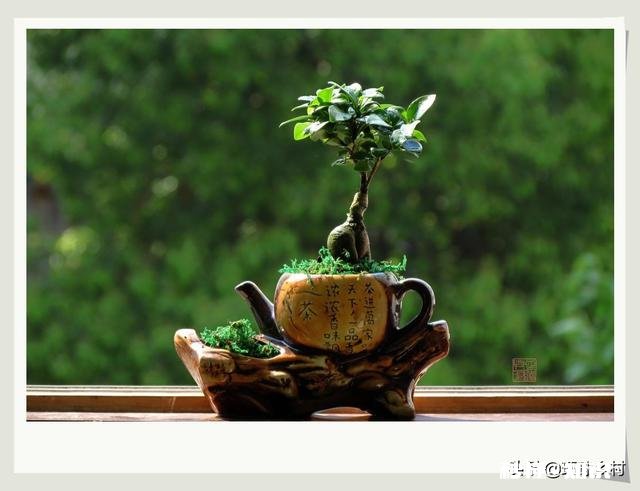 绣花针盆景用什么土种植好