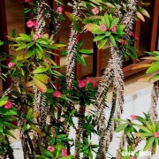 绣花针盆景用什么土种植好