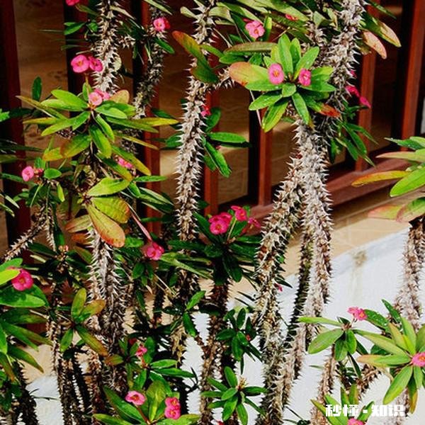 绣花针盆景用什么土种植好