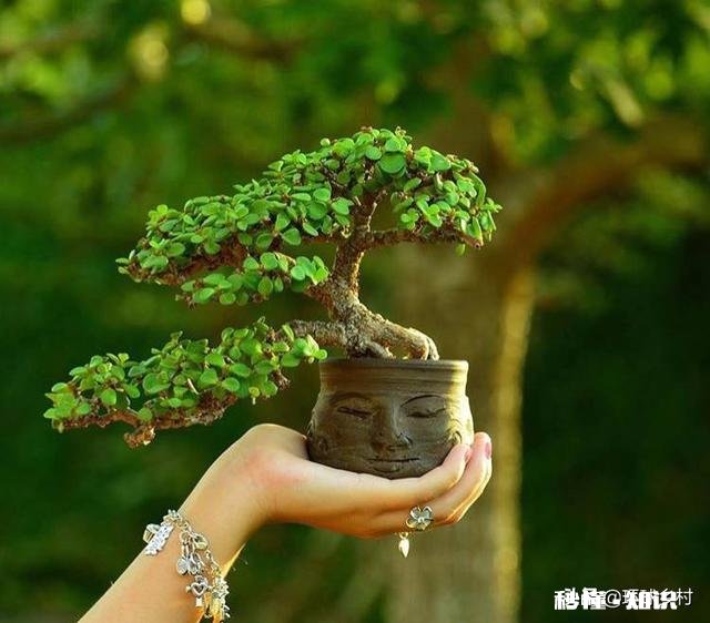 绣花针盆景用什么土种植好