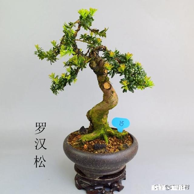 绣花针盆景用什么土种植好