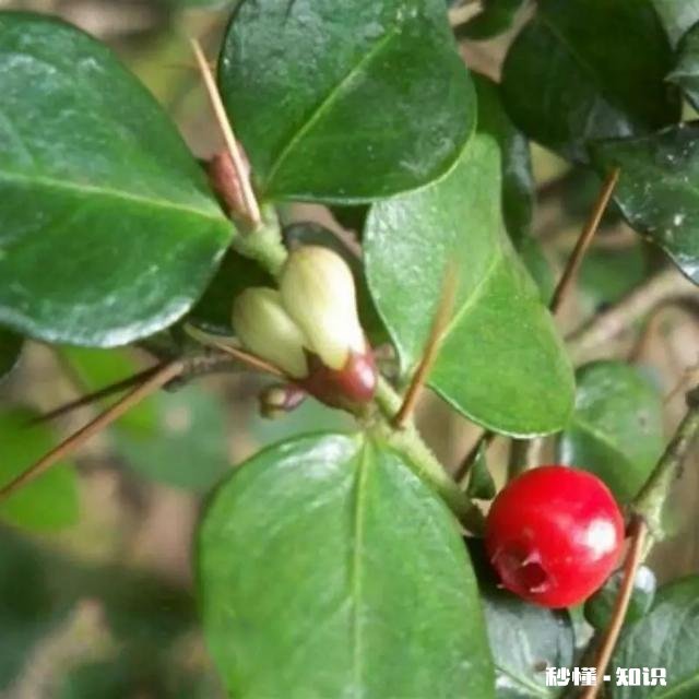 绣花针盆景用什么土种植好