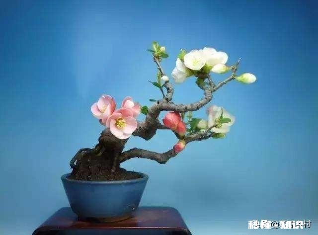 绣花针盆景用什么土种植好