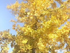 什么时候游览园林最好