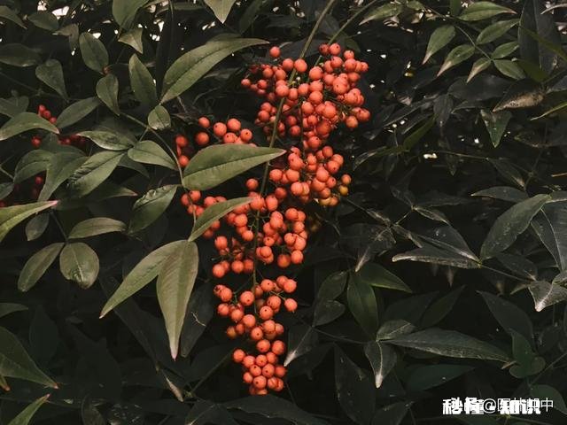 什么时候游览园林最好