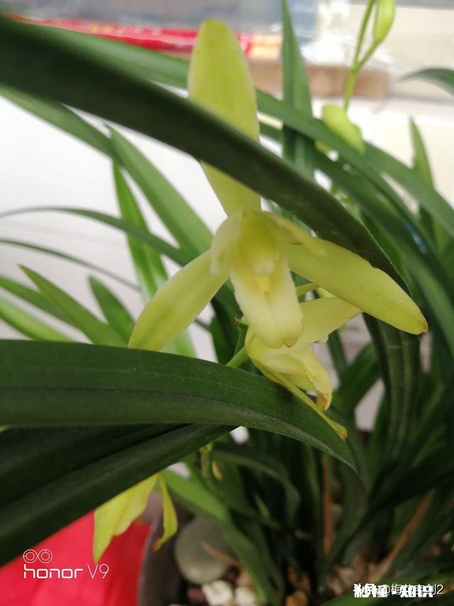 兰花西神梅香吗