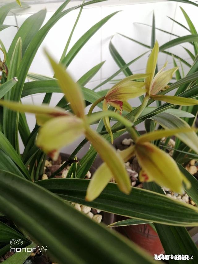 兰花西神梅香吗