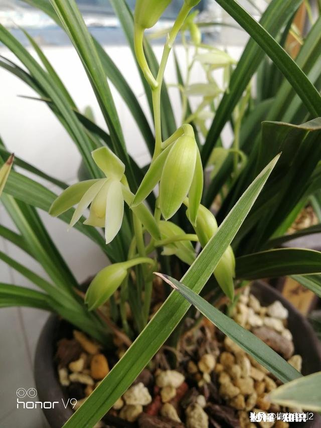 兰花西神梅香吗