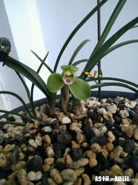 兰花西神梅香吗