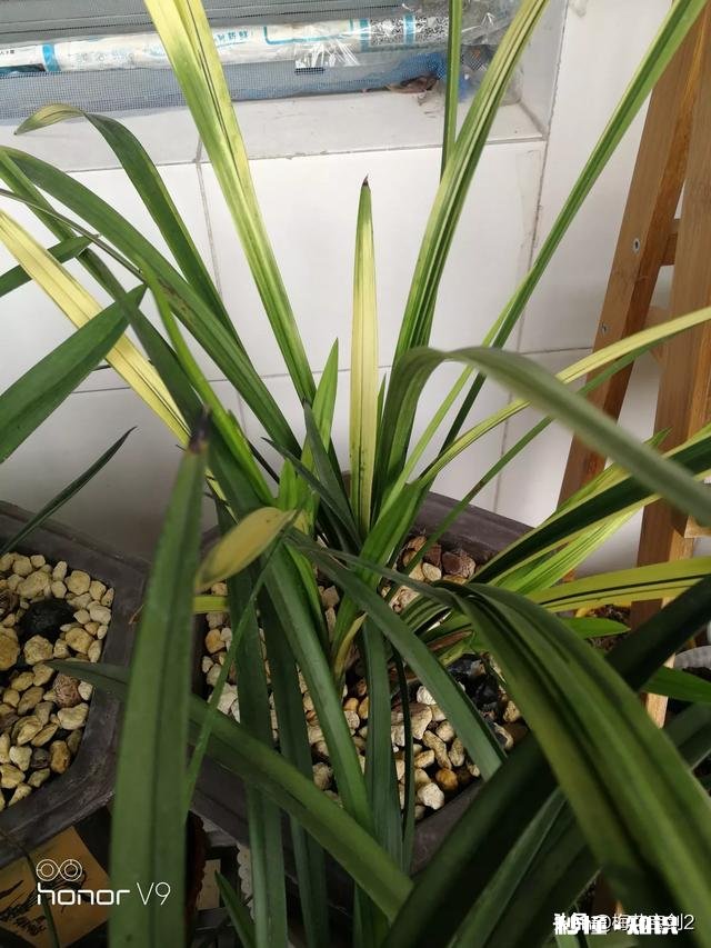 兰花西神梅香吗