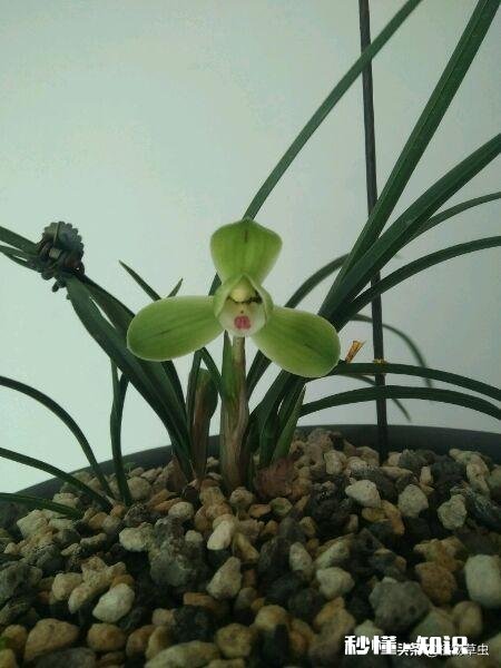 兰花西神梅香吗