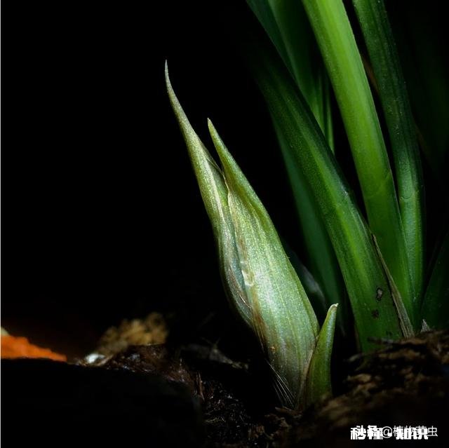 兰花西神梅香吗