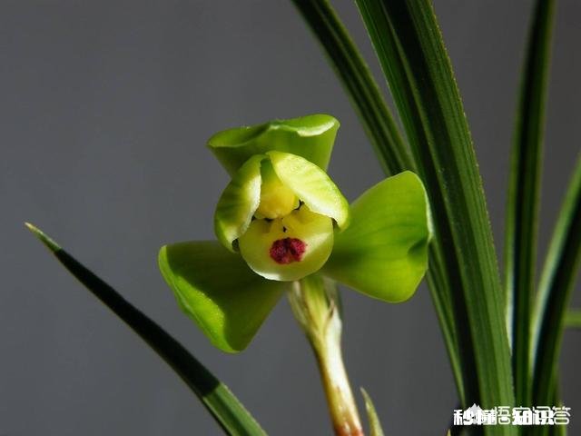 兰花西神梅香吗