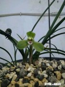 兰花西神梅香吗