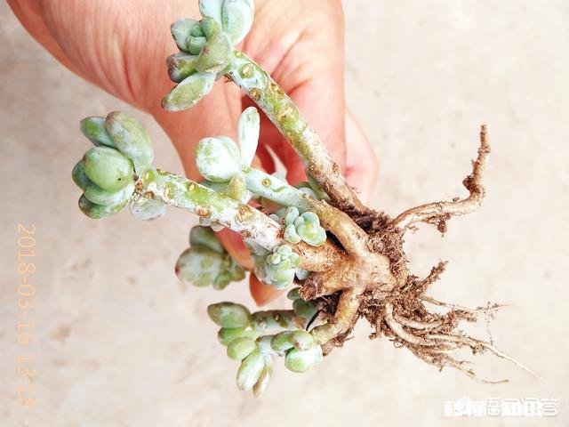 多肉上盆后，浇水可以透底吗