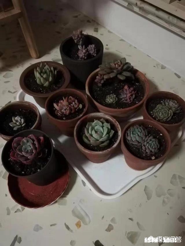 多肉上盆后，浇水可以透底吗