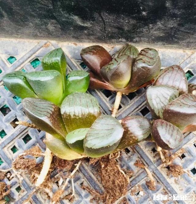 多肉上盆后，浇水可以透底吗