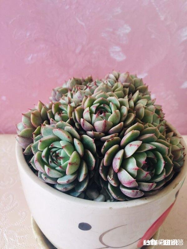 多肉上盆后，浇水可以透底吗