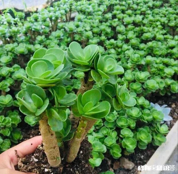 多肉上盆后，浇水可以透底吗