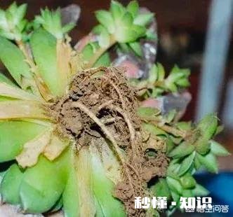 多肉上盆后，浇水可以透底吗