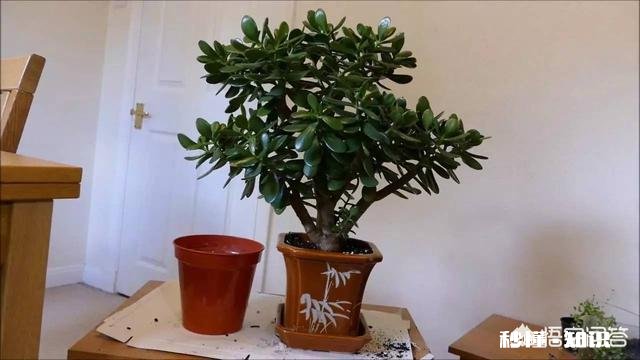 多肉上盆后，浇水可以透底吗