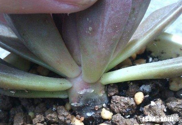 多肉上盆后，浇水可以透底吗