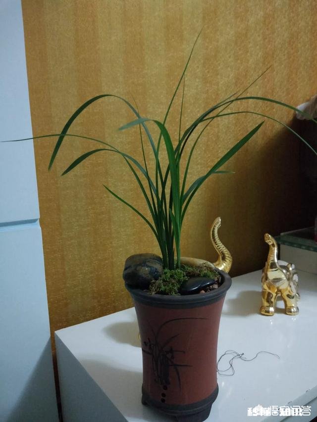 兰花在北方阳台养殖，隔离暖气，昼夜温差十几度有影响吗