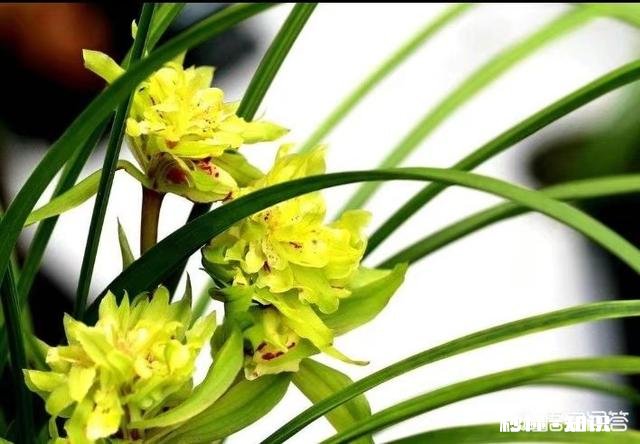 兰花在北方阳台养殖，隔离暖气，昼夜温差十几度有影响吗